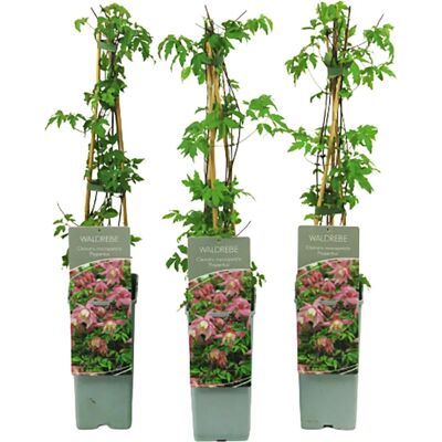 GROW by OBI Waldrebe Propertius Lila Höhe ca. 40 - 60 cm Topf ca. 2 l Clematis koreana GROW by OBI Waldrebe Propertius Lila Höhe ca. 40 - 60 cm Topf ca. 2 l Clematis koreana