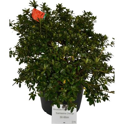 GROW by OBI OBI Japanische Azalee Orange Höhe ca. 30 - 40 cm Topf ca. 5 l GROW by OBI OBI Japanische Azalee Orange Höhe ca. 30 - 40 cm Topf ca. 5 l