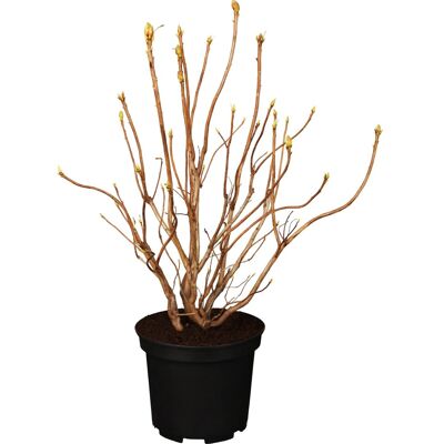GROW by OBI OBI Sommergrüne Azalee Gibraltar Orange Höhe 40 - 50 cm Topf ca. 5 l Azalea GROW by OBI OBI Sommergrüne Azalee Gibraltar Orange Höhe 40 - 50 cm Topf ca. 5 l Azalea