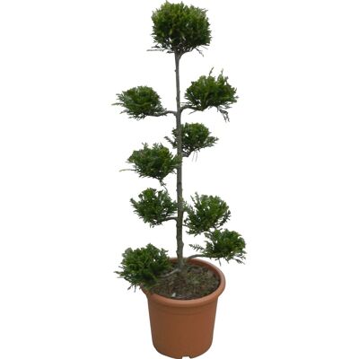 GROW by OBI OBI Riesenzypresse Castlewelland Gold Höhe ca.80 cm Topf ca.9l Cupressocyparis GROW by OBI OBI Riesenzypresse Castlewelland Gold Höhe ca.80 cm Topf ca.9l Cupressocyparis