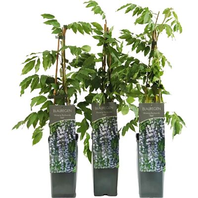 GROW by OBI Blauregen Issai Höhe ca. 40 - 60 cm Topf ca. 2 l Wisteria floribunda GROW by OBI Blauregen Issai Höhe ca. 40 - 60 cm Topf ca. 2 l Wisteria floribunda