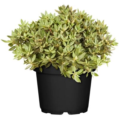 GROW by OBI OBI Zwergalpenrose Buchlovice Violett Höhe ca. 10 - 20 cm Topf ca. 2 l GROW by OBI OBI Zwergalpenrose Buchlovice Violett Höhe ca. 10 - 20 cm Topf ca. 2 l