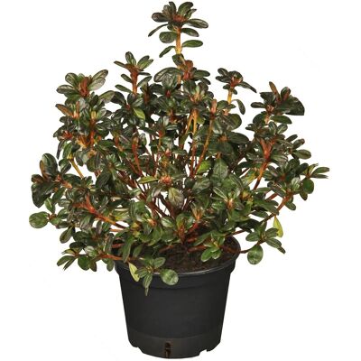 GROW by OBI OBI Japanische Azalee Violett Höhe ca. 30 - 40 cm Topf ca. 5 l GROW by OBI OBI Japanische Azalee Violett Höhe ca. 30 - 40 cm Topf ca. 5 l