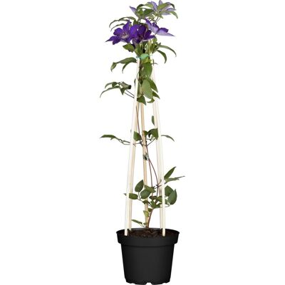 GROW by OBI Waldrebe Rhapsody Violett Höhe ca. 40-50 cm Topf-Ø ca. 17 cm Clematis Hybride GROW by OBI Waldrebe Rhapsody Violett Höhe ca. 40-50 cm Topf-Ø ca. 17 cm Clematis Hybride