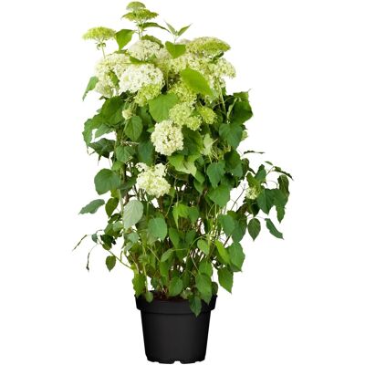 GROW by OBI OBI Ballhortensie Annabelle Weiß Höhe ca. 40 - 50 cm Topf ca. 5 l Hydrangea GROW by OBI OBI Ballhortensie Annabelle Weiß Höhe ca. 40 - 50 cm Topf ca. 5 l Hydrangea