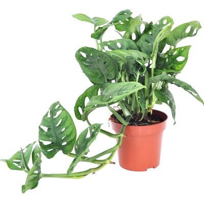 GROW by OBI Lochpflanze Leichtlinii Topf Ø ca. 12 cm Monstera Adansonii GROW by OBI Lochpflanze Leichtlinii Topf Ø ca. 12 cm Monstera Adansonii