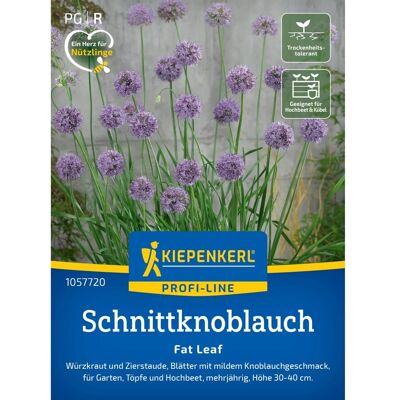 Kiepenkerl - Fat Leaf Allium tuberosum - Schnittknoblauch - Plant Kiepenkerl - Fat Leaf Allium tuberosum - Schnittknoblauch - Plant
