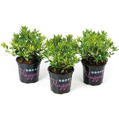 Rhododendron Nugget by Bloombux® Rosa Höhe ca. 5 - 10 cm Topf ca. 0,5 l Rhododendron Nugget by Bloombux® Rosa Höhe ca. 5 - 10 cm Topf ca. 0,5 l
