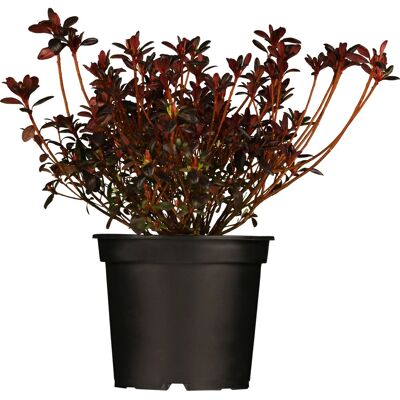 GROW by OBI Japanische Azalee Maruschka Rot Höhe ca. 20 - 25 cm Topf-Ø ca. 17 cm GROW by OBI Japanische Azalee Maruschka Rot Höhe ca. 20 - 25 cm Topf-Ø ca. 17 cm