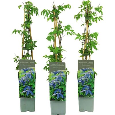 GROW by OBI Alpen-Waldrebe Lilablau Höhe ca. 40 - 60 cm Topf ca. 2 l Clematis alpina GROW by OBI Alpen-Waldrebe Lilablau Höhe ca. 40 - 60 cm Topf ca. 2 l Clematis alpina