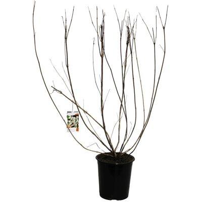 GROW by OBI Weigelie Snowflake Weiß Höhe ca. 40 cm Weigelia Hybride GROW by OBI Weigelie Snowflake Weiß Höhe ca. 40 cm Weigelia Hybride