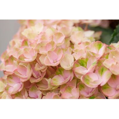 GROW by OBI Ballhortensie Magical Rosa Topf ca. 5 l Hydrangea GROW by OBI Ballhortensie Magical Rosa Topf ca. 5 l Hydrangea