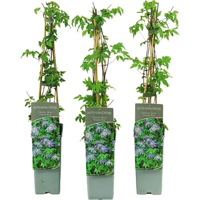 GROW by OBI Alpen-Waldrebe Frances Rivis Höhe ca. 40 - 60 cm Topf ca. 2 l Clematis alpina GROW by OBI Alpen-Waldrebe Frances Rivis Höhe ca. 40 - 60 cm Topf ca. 2 l Clematis alpina