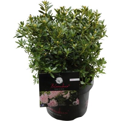 Zwerg-RhododendronBloombux Pink Höhe ca. 10 - 30 cm Topf ca. 5 l Zwerg-RhododendronBloombux Pink Höhe ca. 10 - 30 cm Topf ca. 5 l