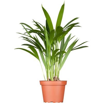 GROW by OBI Goldfruchtpalme Höhe 60-80 cm Topf Ø 17 cm Areca Dypsis Lutescens GROW by OBI Goldfruchtpalme Höhe 60-80 cm Topf Ø 17 cm Areca Dypsis Lutescens