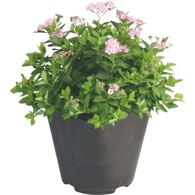 GROW by OBI Spiere Little Princess Rosa Höhe ca. 20 - 30 cm Spiraea japonica GROW by OBI Spiere Little Princess Rosa Höhe ca. 20 - 30 cm Spiraea japonica