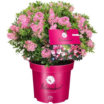Zwerg-RhododendronBloombux Magenta Höhe ca. 10 - 30 cm Topf ca. 5 l Zwerg-RhododendronBloombux Magenta Höhe ca. 10 - 30 cm Topf ca. 5 l