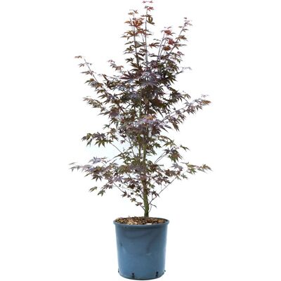GROW by OBI Fächerahorn Bloodgood Höhe ca. 80 -100 cm Topf ca. 10 l GROW by OBI Fächerahorn Bloodgood Höhe ca. 80 -100 cm Topf ca. 10 l