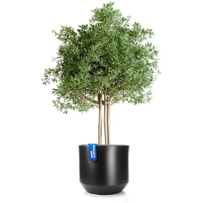 BigDean Blumentopf Style Ø 58 Cm Anthrazit Mit Herausnehmbaren Innentopf Wetterfester Blumenkübel Aus Bruchsicherem Kunststoff Pflanzkübel Groß Außen BigDean Blumentopf Style Ø 58 Cm Anthrazit Mit Herausnehmbaren Innentopf Wetterfester Blumenkübel Aus Bruchsicherem Kunststoff Pflanzkübel Groß Außen