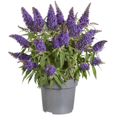 GROW by OBI Sommerflieder Butterfly Candy Höhe ca. 30-40 cm Topf ca. 3,4l Buddleja davidii GROW by OBI Sommerflieder Butterfly Candy Höhe ca. 30-40 cm Topf ca. 3,4l Buddleja davidii