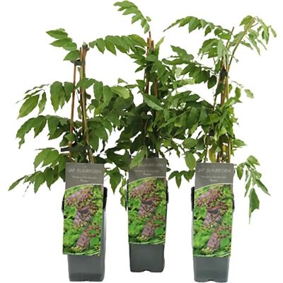 GROW by OBI Blauregen Rosea Höhe ca. 40 - 60 cm Topf ca. 2 l Wisteria floribunda GROW by OBI Blauregen Rosea Höhe ca. 40 - 60 cm Topf ca. 2 l Wisteria floribunda