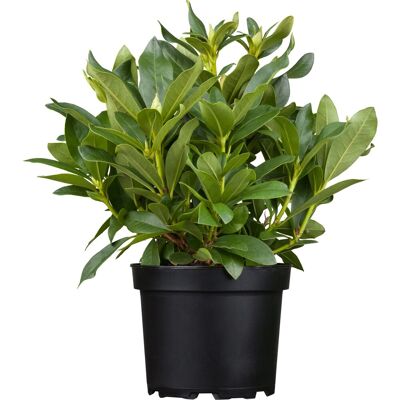 GROW by OBI Rhododendron 'Brigitte' ca. 30-50cm Topf ca. 5l Rhododendron Hybride GROW by OBI Rhododendron 'Brigitte' ca. 30-50cm Topf ca. 5l Rhododendron Hybride