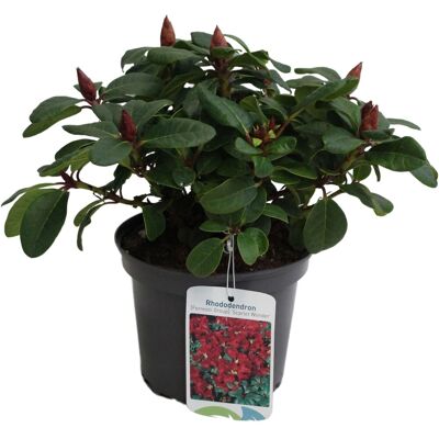 GROW by OBI Zwerg-Rhododendron Scarlet Wonder Rot Höhe ca. 20 - 25 cm Topf ca. 2 l GROW by OBI Zwerg-Rhododendron Scarlet Wonder Rot Höhe ca. 20 - 25 cm Topf ca. 2 l