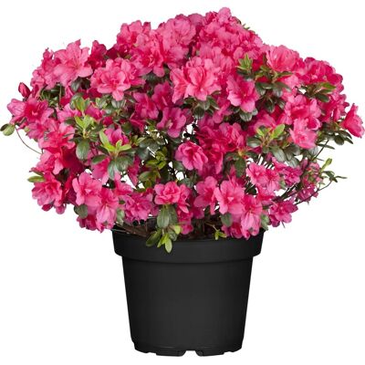 GROW by OBI Japanische Azalee Canzonetta Rot Höhe ca.20 - 25 cm Topf ca. 4,6 l GROW by OBI Japanische Azalee Canzonetta Rot Höhe ca.20 - 25 cm Topf ca. 4,6 l