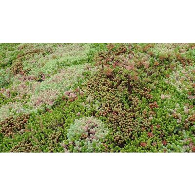 Kiepenkerl Profi-Line Saatgut RSM 6.1 Extensive Dachbegrünung 1 kg für 250 m² Kiepenkerl Profi-Line Saatgut RSM 6.1 Extensive Dachbegrünung 1 kg für 250 m²