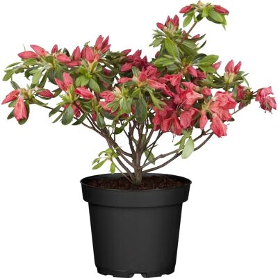 GROW by OBI OBI Japanische Azalee Rot Höhe ca. 30 - 40 cm Topf ca. 5 l GROW by OBI OBI Japanische Azalee Rot Höhe ca. 30 - 40 cm Topf ca. 5 l