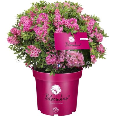 GROW by OBI Zwerg-Rhododendron Bloombux Magenta Höhe ca. 20 - 30 cm Topf ca. 2 l GROW by OBI Zwerg-Rhododendron Bloombux Magenta Höhe ca. 20 - 30 cm Topf ca. 2 l