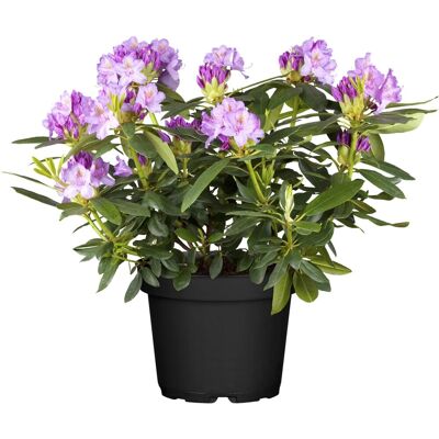 GROW by OBI OBI Catawba-Rhododendron Grandiflorum Violett Höhe ca. 30 - 40 cm Topf ca. 5 l GROW by OBI OBI Catawba-Rhododendron Grandiflorum Violett Höhe ca. 30 - 40 cm Topf ca. 5 l