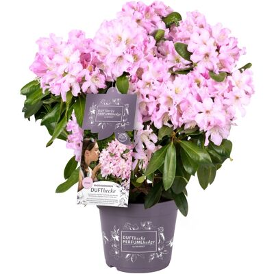 GROW by OBI Rhododendron Inkarho-Dufthecke Topf ca. 5 l Rhododendron Hybride GROW by OBI Rhododendron Inkarho-Dufthecke Topf ca. 5 l Rhododendron Hybride