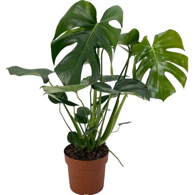 GROW by OBI Fensterblatt Höhe ca. 60-75 cm Topf Ø ca. 17 cm Monstera Deliciosa GROW by OBI Fensterblatt Höhe ca. 60-75 cm Topf Ø ca. 17 cm Monstera Deliciosa