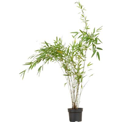 Fontänenbambus Set à 40 Stück Höhe ca. 60 - 80 cm Fargesia nitida Fontänenbambus Set à 40 Stück Höhe ca. 60 - 80 cm Fargesia nitida