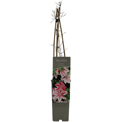 GROW by OBI Waldrebe John Paul ll Weiß-Pink Höhe ca. 40 - 60 cm Topf-Ø ca. 17 cm GROW by OBI Waldrebe John Paul ll Weiß-Pink Höhe ca. 40 - 60 cm Topf-Ø ca. 17 cm