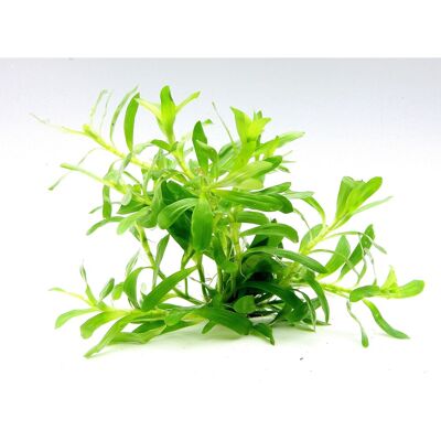 Dennerle Plants Aquariumpflanze Heteranthus Zosterifolia In-Vitro Dennerle Plants Aquariumpflanze Heteranthus Zosterifolia In-Vitro