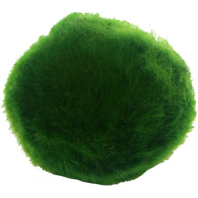 Dennerle Plants Aquariumpflanze Aegagrophila Linnaei Superball Algen-Ball Dose Dennerle Plants Aquariumpflanze Aegagrophila Linnaei Superball Algen-Ball Dose