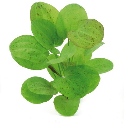 Dennerle Plants Aquariumpflanze Echinodorus Dschungelstar Nr.9Getüpfelte Harbich Dennerle Plants Aquariumpflanze Echinodorus Dschungelstar Nr.9Getüpfelte Harbich