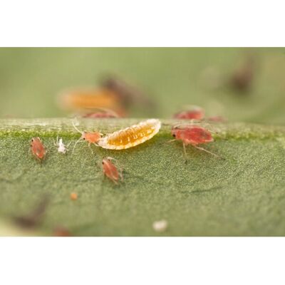 Biohelp Garten und Bienen Gallmückenlarven gegen Blattläuse 250 Stück. Biohelp Garten und Bienen Gallmückenlarven gegen Blattläuse 250 Stück.