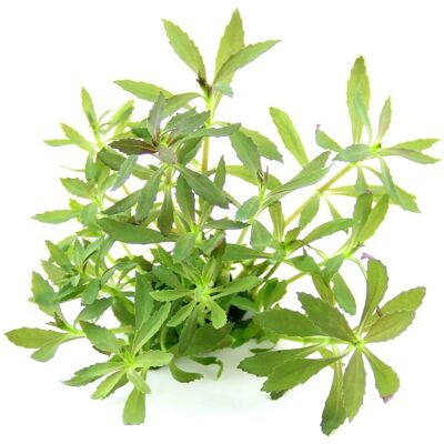 Dennerle Plants Dennerle Aquariumpflanze Limnophila hippuridoides Dennerle Plants Dennerle Aquariumpflanze Limnophila hippuridoides