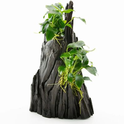 Dennerle Plants Aquariumpflanze Anubias spp. Hills Dennerle Plants Aquariumpflanze Anubias spp. Hills