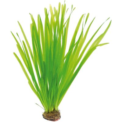 Dennerle Plants Aquariumpflanze Vallisneria Spiralis Dennerle Plants Aquariumpflanze Vallisneria Spiralis