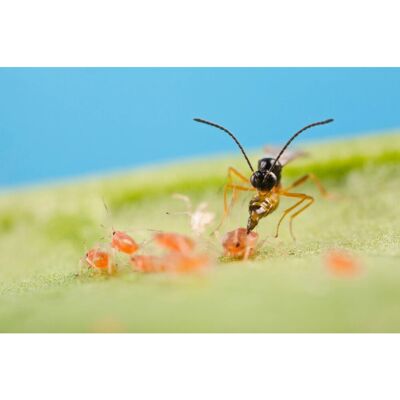 Biohelp Garten und Bienen Schlupfwespen gegen Blattläuse 250 Stück. Biohelp Garten und Bienen Schlupfwespen gegen Blattläuse 250 Stück.