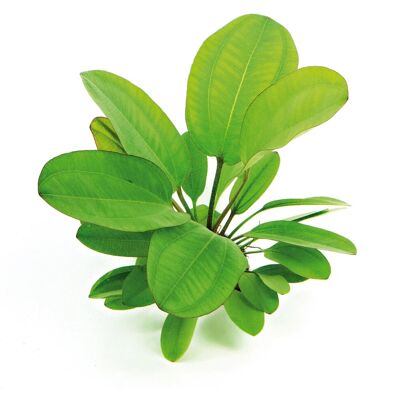 Dennerle Plants Aquariumpflanze Echinodorus Dschungelstar Nr. 2 Kleiner Bär Dennerle Plants Aquariumpflanze Echinodorus Dschungelstar Nr. 2 Kleiner Bär