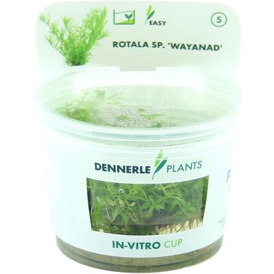 Dennerle Plants Aquariumpflanze Rotala Wayanad Dennerle Plants Aquariumpflanze Rotala Wayanad