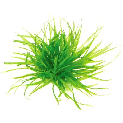 Dennerle Plants Aquariumpflanze Blyxa japonica In-Vitro Dennerle Plants Aquariumpflanze Blyxa japonica In-Vitro