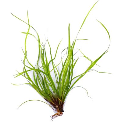Dennerle Plants Aquariumpflanze Juncus Repens In-Vitro Dennerle Plants Aquariumpflanze Juncus Repens In-Vitro