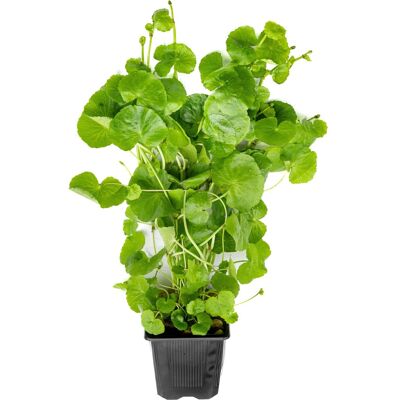 Dennerle Plants Aquariumpflanze Hydrocotyle leuceophala XXL Dennerle Plants Aquariumpflanze Hydrocotyle leuceophala XXL