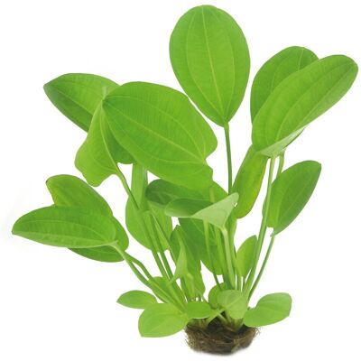 Dennerle Plants Aquariumpflanze Echinodorus Cordifolius Harbich Rot Dennerle Plants Aquariumpflanze Echinodorus Cordifolius Harbich Rot